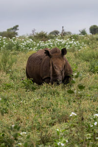 Lion in a field