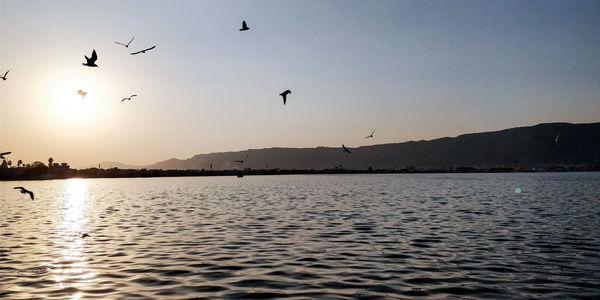 Birds flying over the lake