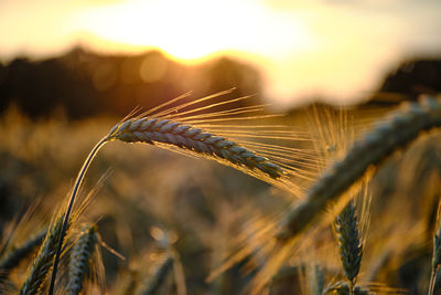 Close-up of wheat growing on field against sky