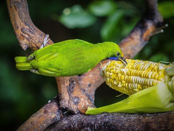 Close-up of lizard on tree trunk