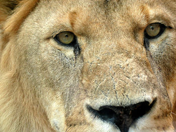 Close-up portrait of an animal