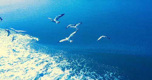 Bird flying over blue sky