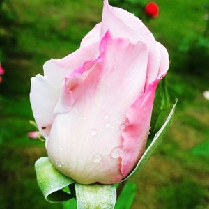 Close-up of wet pink rose blooming outdoors