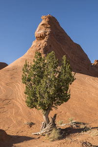 Juniper tree in rocky desert with clear sky