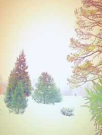 Abstract image of tree against sky