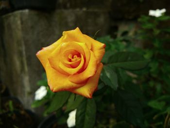 Close-up of rose flower