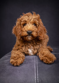 Close-up of dog against black background