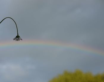 Close-up of insect on plant against sky