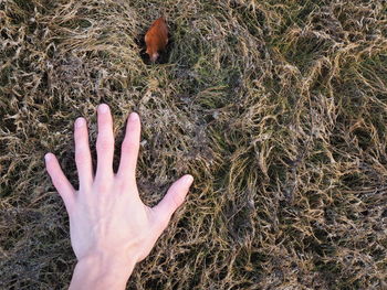 Cropped hand by leaf on grassy field