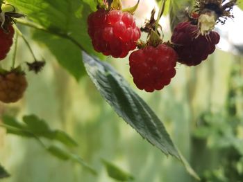 Close-up of red berries growing on tree