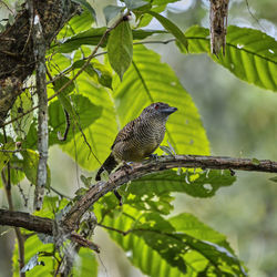 Low angle view of a bird perching on branch