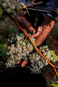 Midsection of man working on grapes