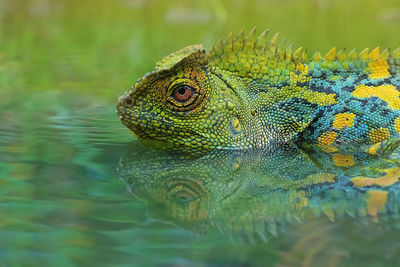 Close-up of lizard in lake
