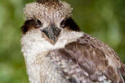 Close-up of animal eye