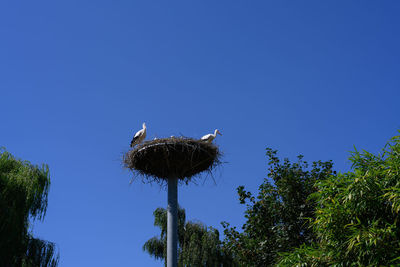 Low angle view of bird perching on tree against clear blue sky