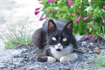 pet