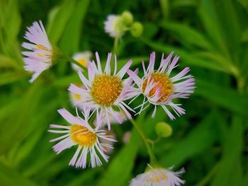 Close-up of flowers blooming outdoors