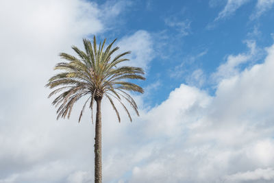 Low angle view of palm tree against sky