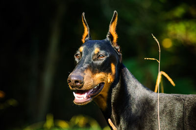 Close-up of doberman pinscher on field