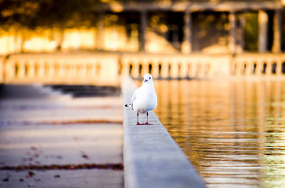 Seagull perching on railing