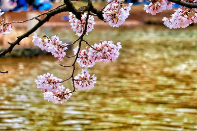 Close-up of flowers on tree