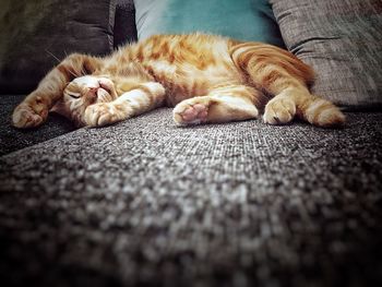 Cat sleeping