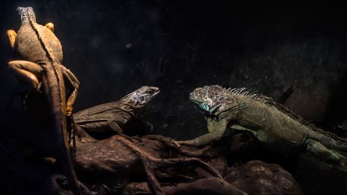 Close-up of iguanas on log