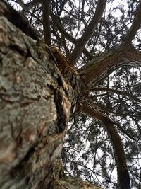 Low angle view of tree against sky