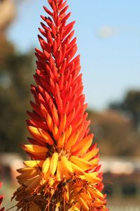 Close-up of orange flowers blooming outdoors