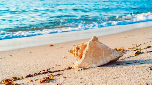 Close-up of seashell on beach