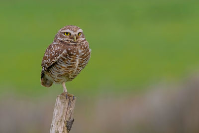 Close-up of owl perching on wooden post