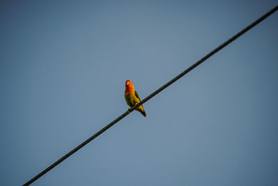 Low angle view of bird perching on cable against clear sky