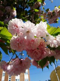 Close-up of blossom tree