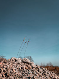 Plants growing on rocks against clear blue sky