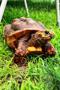 Close-up of a turtle on field