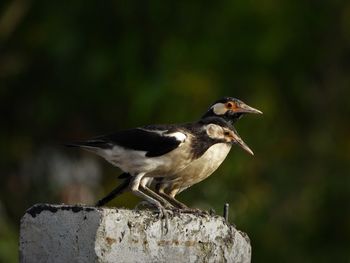 Bird perching on wooden post