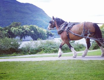 Side view of horse on road