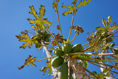 Low angle view of fruit growing on tree against sky