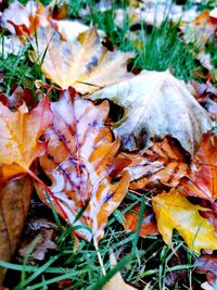 Close-up of dry maple leaves on field
