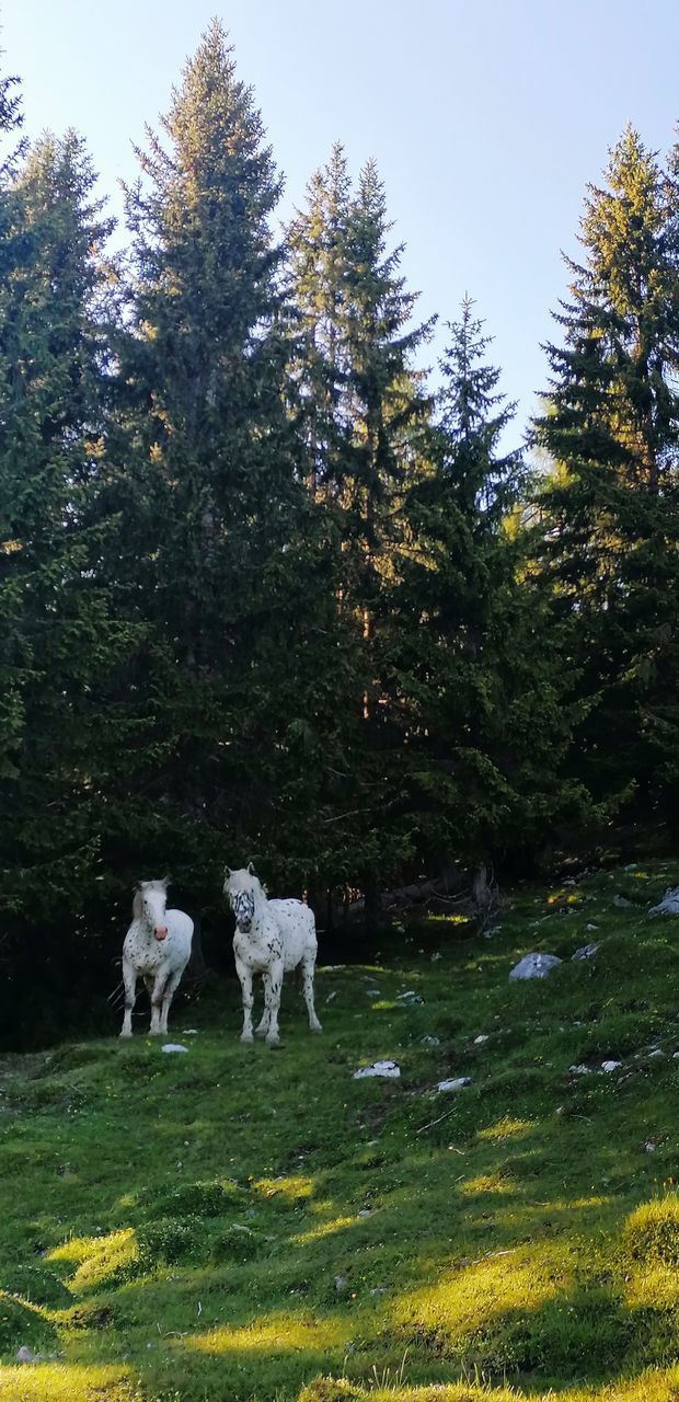 VIEW OF TWO DOGS ON GRASSLAND