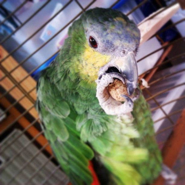 animal themes, one animal, animals in the wild, bird, wildlife, close-up, parrot, focus on foreground, perching, green color, indoors, day, selective focus, nature, high angle view, two animals, beak, no people, animals in captivity