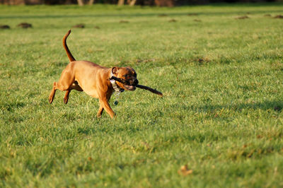 View of a dog running on field