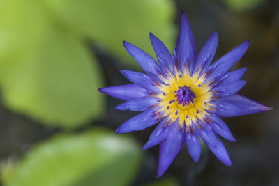 Close-up of purple flower