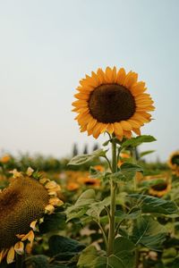 Close-up of sunflower against sky