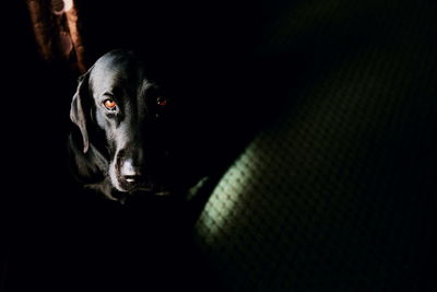 Close-up of cat against black background