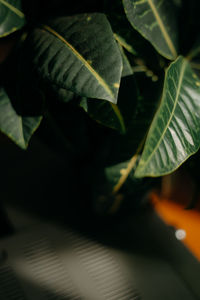 Close-up of plant leaves