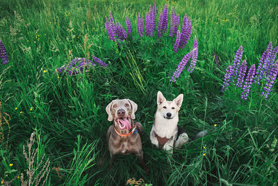 Portrait of a dog on field