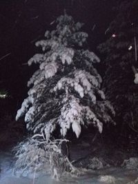 Close-up of dog in snow