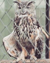 Close-up of owl perching outdoors