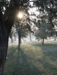 Sun shining through trees